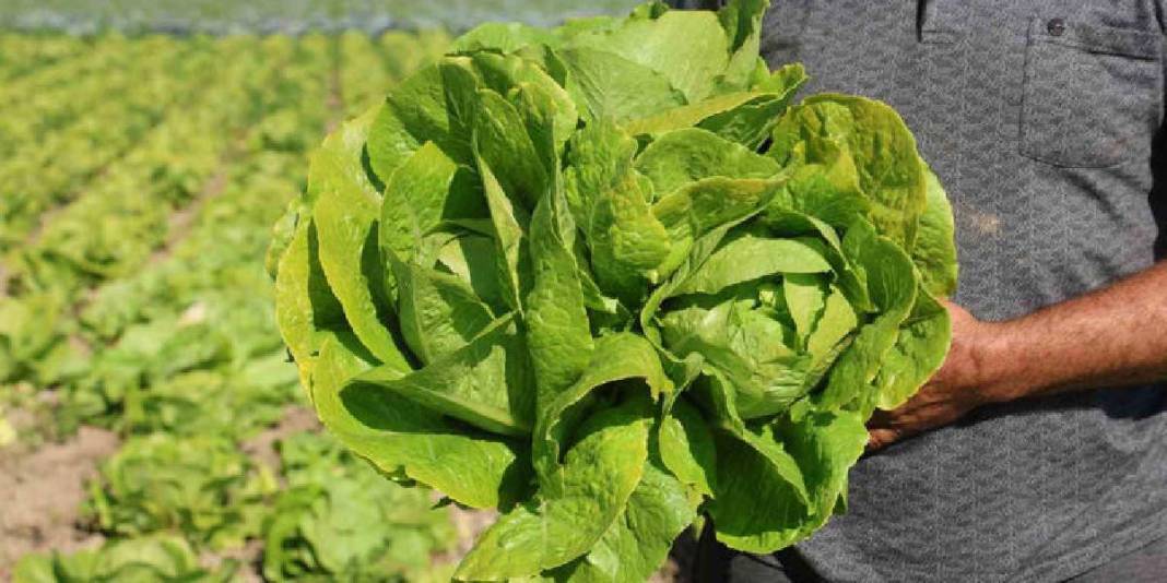 Yağmur yağdı hasat 15 gün erken başladı! Bereketli topraklardan sofralara: Tarlada 25 olsa da manavda 70 TL! 5